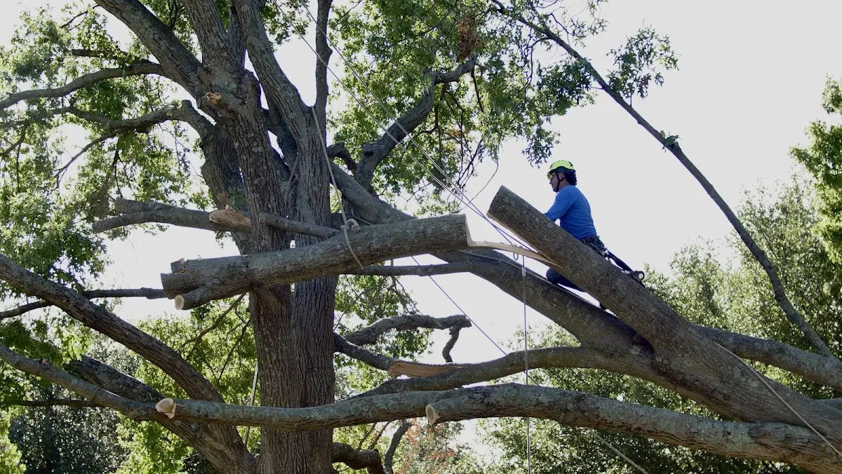 Professional Crown Thinning performed by certified arborists in Grabill